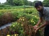 Tales TDS conta: Agricultores em Hosur alegam descarga química da planta TEPL causando baixo rendimento