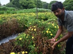 Tales TDS conta: Agricultores em Hosur alegam descarga química da planta TEPL causando baixo rendimento