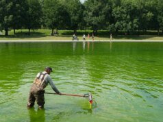 Até o cara da piscina favorito da Web não sabe como consertar o espelho d’água