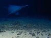 Assista a um raro tubarão-duende filmado vivo em seu habitat pure pela primeira vez