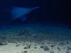 Assista a um raro tubarão-duende filmado vivo em seu habitat pure pela primeira vez