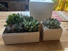 19 melhores presentes para amantes de plantas e jardineiros (2026)