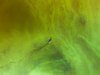 Estas fotos científicas premiadas capturam a beleza – e a estranheza – da pesquisa