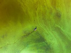 Estas fotos científicas premiadas capturam a beleza – e a estranheza – da pesquisa