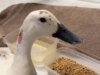 Os telespectadores da BBC disseram ‘que vergonha’ depois de assistirem pato atacado ao vivo por cachorro