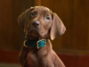 Os fãs de Scooby-Doo fazem a mesma reclamação quando a Netflix revela o remake de ação ao vivo: ‘Esse não é o Scooby?’