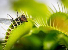 Cientistas finalmente resolveram o mistério de como as Flytraps de Vênus se fecham
