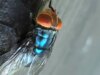 Bicheira carnívora do Novo Mundo encontrada em bezerro do Texas, diz USDA