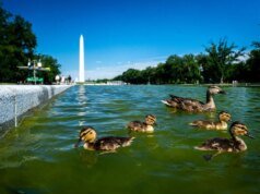 Rasgos aparecem no novo selante do Reflecting Pool depois que a proliferação de algas torna a água verde