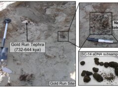 Cientistas retiraram DNA de 700 mil anos de cocô de esquilo congelado