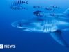 Imagens raras capturadas do grande tubarão branco no Mar Mediterrâneo