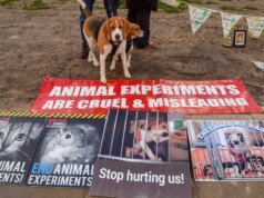 Ridglan Farms resgata beagles que encontram uma nova vida ajudando veteranos a superar traumas de guerra com Paws of Battle
