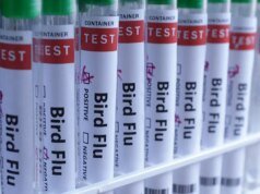 Gripe aviária H5N1 confirmada na Austrália pela primeira vez, o que significa que o vírus já atingiu todos os continentes