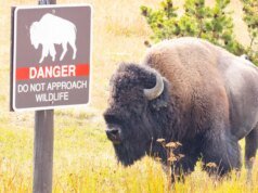 Menino de 12 anos ferido por bisão no Parque Nacional de Yellowstone