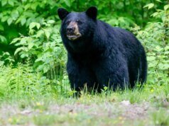 Mulher do Alasca usa arma para sobreviver ao terrível ataque de urso após predador atacar cachorro: ‘Pensei que estava morto’