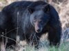 Casal da Califórnia luta contra urso preto de 30 quilos com machadinha e garrafa de água do lado de fora de casa