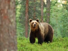 Um guia prático para não ser atacado por um urso durante uma caminhada ou acampamento neste verão