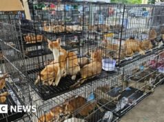 Centenas de gatos roubados para alimentação no Vietnã são resgatados pela polícia, diz grupo de bem-estar