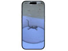 E se Pokémon Go fosse na vida actual? Este aplicativo permite registrar todos os animais que você vê no mundo actual