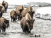 Fotógrafo de vida selvagem compartilha a beleza do Parque Nacional de Yellowstone através de suas lentes