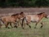 Como um cavalo chinês se tornou a ponte genética que trouxe os cavalos americanos para a Europa