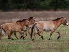 Como um cavalo chinês se tornou a ponte genética que trouxe os cavalos americanos para a Europa