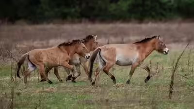 dalian-horses.jpg