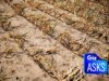 Poderia este Tremendous El Niño desencadear uma crise alimentar world?