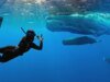 O trailer de ‘Whalefall’ está aqui para adicionar ser engolido por um cachalote enquanto mergulha à sua lista de medos