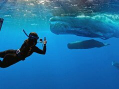 O trailer de ‘Whalefall’ está aqui para adicionar ser engolido por um cachalote enquanto mergulha à sua lista de medos
