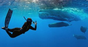O trailer de ‘Whalefall’ está aqui para adicionar ser engolido por um cachalote enquanto mergulha à sua lista de medos