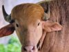 Búfalo albino apelidado de ‘Donald Trump’ se torna sensação no zoológico nacional de Bangladesh por seu cabelo loiro