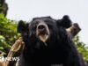Urso negro capturado no Japão após dias de avistamentos