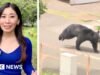 Urso ‘extremamente inteligente’ foge no Japão após ferir quatro pessoas