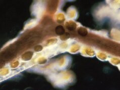 Essas toxinas de frutos do mar sobrevivem ao cozimento – e estão alimentando surtos de origem alimentar