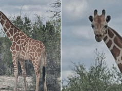 Girafa desaparecida de 1.200 libras que Gracie encontrou 2 semanas depois de se afastar do rancho em busca viral