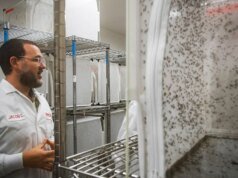 O Google quer lançar milhões de mosquitos no céu. É uma coisa boa.