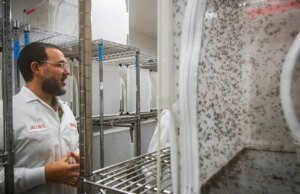 O Google quer lançar milhões de mosquitos no céu. É uma coisa boa.