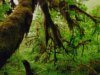 Natureza: Floresta Tropical Hoh no Estado de Washington