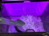 A máquina de fazer gelo com pepitas inteligente da Govee faz com que cada bebida gelada pareça um luxo
