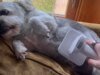 Este package de vácuo para animais de estimação nos salvou depois que meu cachorro foi banido dos tratadores e está à venda no primeiro dia