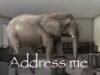 Provérbio indonésio da época: ‘Um elefante no canto do olho não é visto, mas uma formiga do outro lado do oceano é vista’