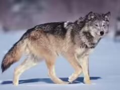Provérbio italiano da época: ‘O lobo perde o pelo, mas não o vício’