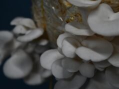 215 espécies de cogumelos documentadas nos santuários de vida selvagem de Aralam e Kottiyoor