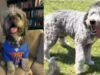 ‘Não vou ser mordido por isso, mano’: grande alvoroço depois que a polícia de Los Angeles matou um cachorro de estimação minutos depois de a família comemorar a vitória do NBA Knicks – vídeo