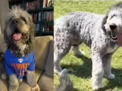 ‘Não vou ser mordido por isso, mano’: grande alvoroço depois que a polícia de Los Angeles matou um cachorro de estimação minutos depois de a família comemorar a vitória do NBA Knicks – vídeo