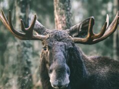 O vídeo captura o momento em que um alce corre direto para um veículo enquanto persegue cães pela natureza