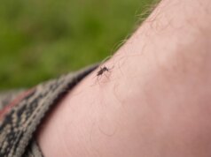 Eliminar mosquitos com lasers é uma coisa actual, graças à IA