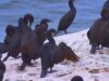 Natureza: Cormorões na Califórnia