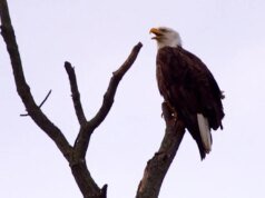 Natureza: Águias americanas